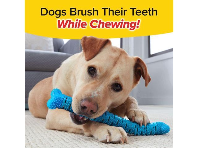 BrushBone - Dog Toothbrush Bone - Three Pack