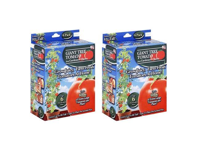 Photos - Computer Cooling Gardener's Choice Giant Tree Tomato - Includes 12 Pre-Seeded Pots GA-TGIAN