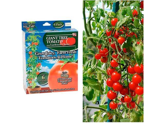 Gardener's Choice Giant Tree Tomato - Includes 12 Pre-Seeded Pots