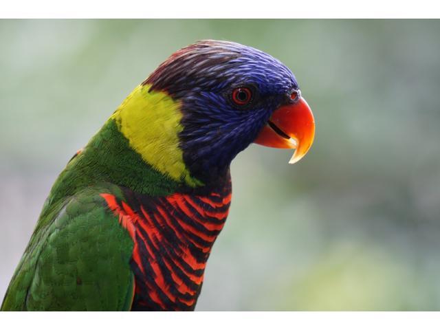 Sony - 55-210mm f/4.5-6.3 Telephoto Zoom Lens for Most Alpha E-Mount Cameras - Black - image 6