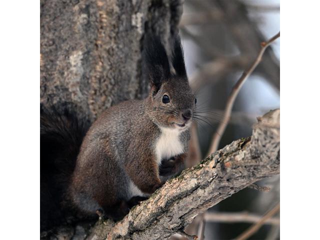 Nikon - NIKKOR Z 180-600mm f/5.6-6.3 VR Telephoto Zoom Lens for  Z Mount Cameras - Black - image 8