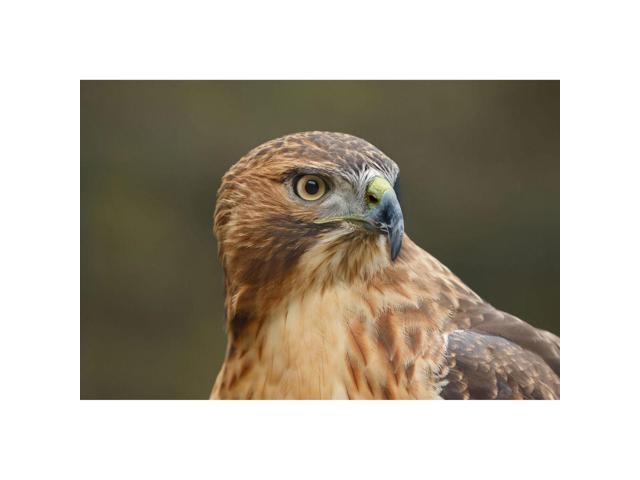 Canon - EOS R6 Mark III 7K Video Mirrorless Camera with RF24-105mm F4 L IS USM  Lens - image 8