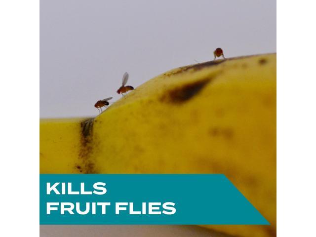 STEM Fruit Flies Trap 5.4 oz Jar 8/Carton 329965