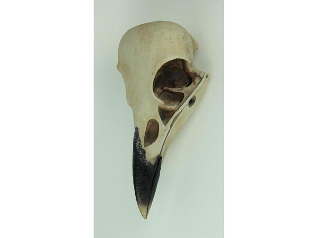 The Enigmatic Corvus: Bird of Prophecy Gothic Raven Skull Wall Decor - Mysterious Hanging Statue for Intriguing Home Ambiance - Easy To Hang - 16...