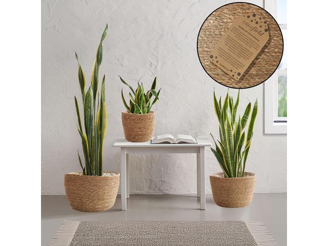 Casafield Set of 3 Seagrass Planter Baskets with Liners - Natural, Hand Woven Indoor Flower Pot Covers for Plants, Succulents, Home Decor