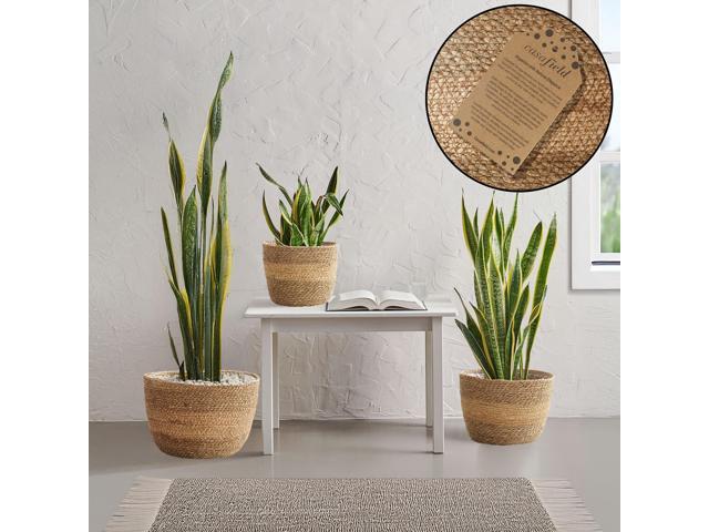 Casafield Set of 3 Seagrass Planter Baskets with Liners - Two-Tone, Hand Woven Indoor Flower Pot Covers for Plants, Succulents, Home Decor