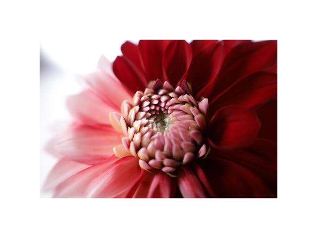 Canon - EOS RP Mirrorless Camera with RF24-105mm f/4-7.1 IS STM Lens - Black - image 5