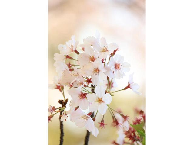 Canon - RF24-240mm F4-6.3 IS USM Standard Zoom Lens for EOS R-Series Cameras - Black - image 5