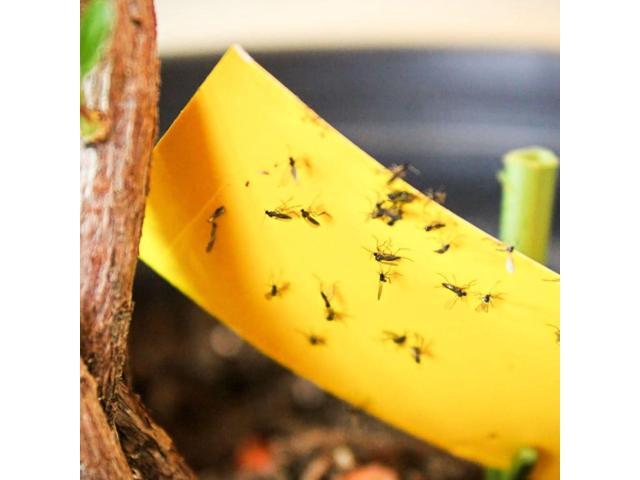 FindTape Insect Trap Tape [Double Sided]: 8 in. (192mm actual) x 10 in. (Yellow) *20-pack