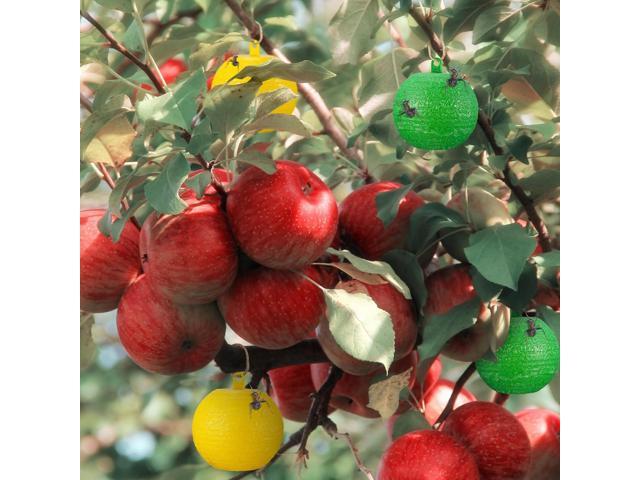 10 Fly traps: Citrus fruit fly, fruit fly trap, fruit fly trap, fruit fly trap, fruit fly trap