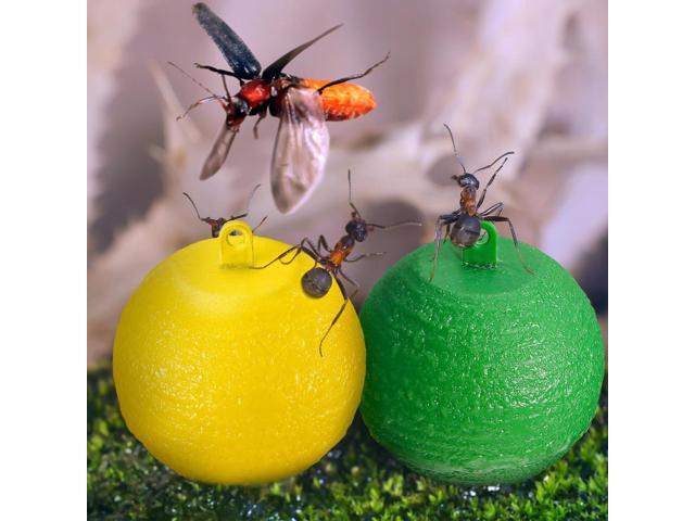 10 Fly traps: Citrus fruit fly, fruit fly trap, fruit fly trap, fruit fly trap, fruit fly trap
