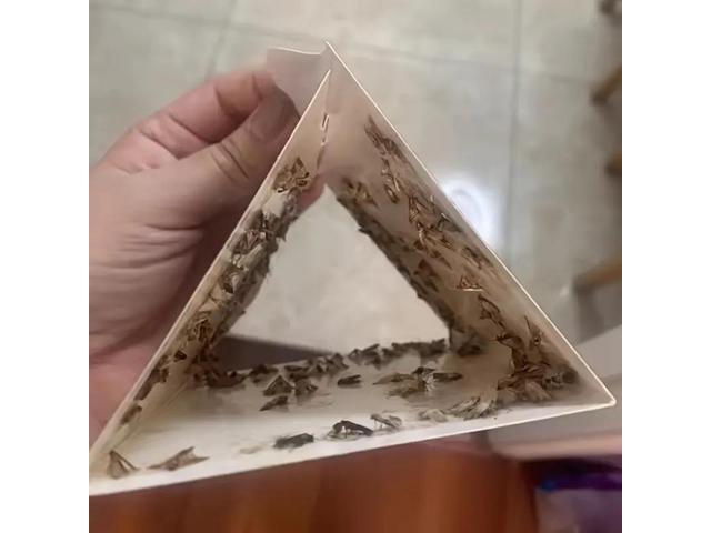 Purple moth, moth trap, moth catcher, moth stick, moth trap