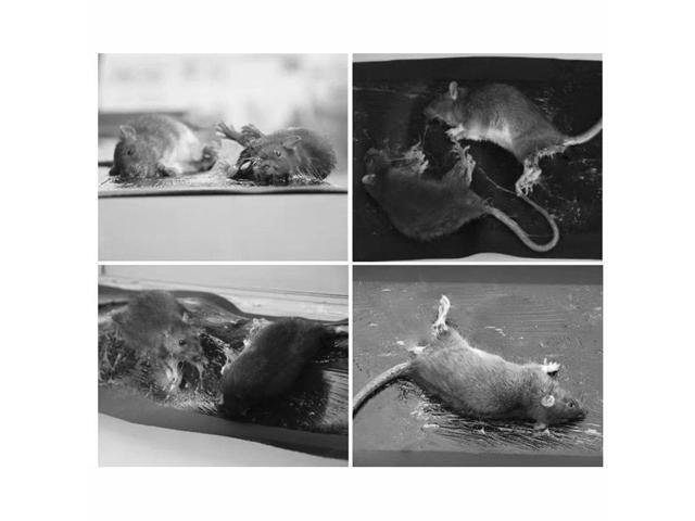 1.2-meter sticky mouse board, sticky insect board, mouse house, mouse box, sticky mouse stickers, sticky mouse board, mouse blanket