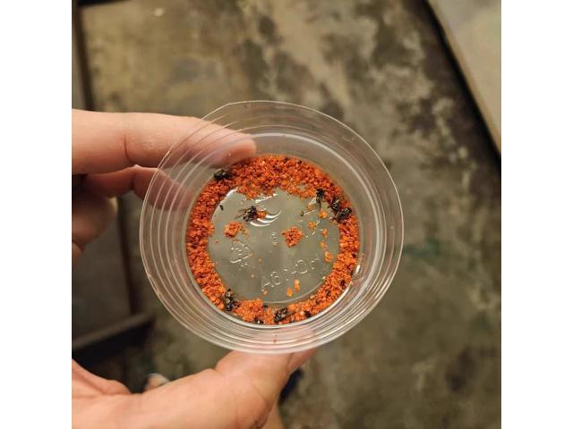 500G Fly Medicine Chicken brand household fly-killing and fly-killing bait for livestock farms