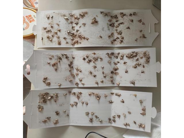 10 pieces of moth traps, moth traps, moth stickers