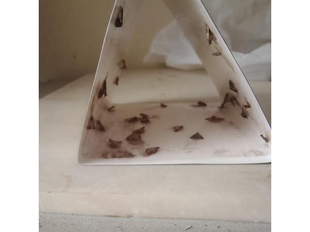 10 pieces of moth traps, moth traps, moth stickers