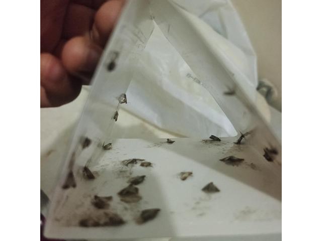 10 pieces of moth traps, moth traps, moth stickers