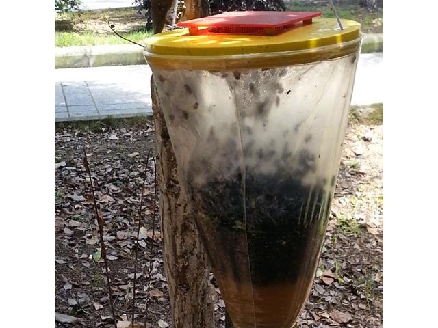 Red-topped outdoor disposable fly bags, fly capture bags, fly-killing bags, fly trapping bags, fly trap bags