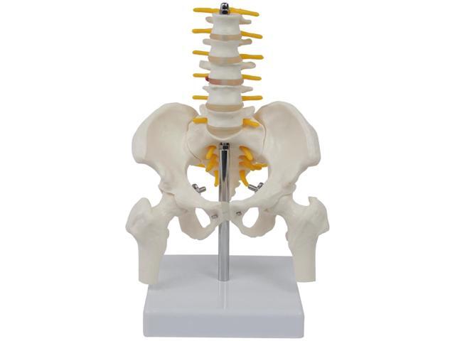 Spine and Pelvis with Lumbar Five Vertebrae Model, Human Skeleton Model Anatomical, PVC Model Skeleton Human, for Teaching and Study, 14.5 X 11 X.