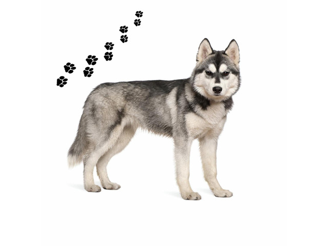 Andreas Round Silicone Mat Jar Opener, Husky Dog, 6.25 Inch