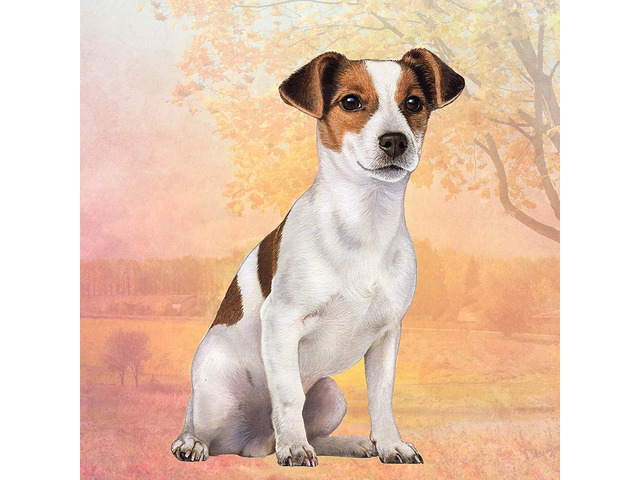 Jack Russell Tabletop Drink Coaster (1)