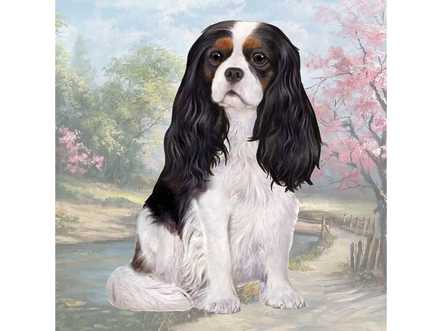 Cavalier King Charles Tri-Color (Sitting) Tabletop Drink Coaster (1)