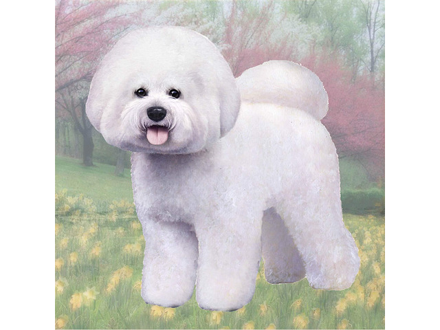 Bichon Frise Tabletop Drink Coaster (1)