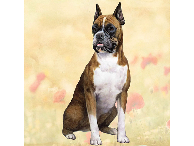 Boxer (Sitting) Tabletop Drink Coaster (1)