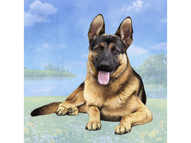 German Shepherd (Black & Tan) Tabletop Drink Coaster (1)