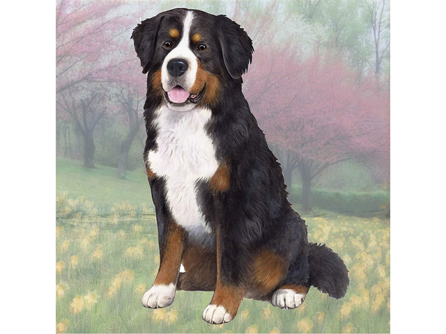 Bernese Mountain Dog Tabletop Drink Coaster (1)