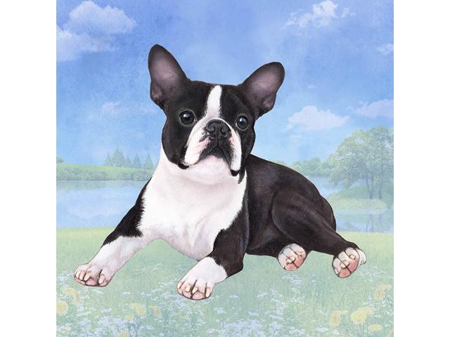 Boston Terrier (Laying) Tabletop Drink Coaster (1)