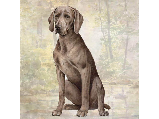 Weimaraner Tabletop Drink Coaster (1)