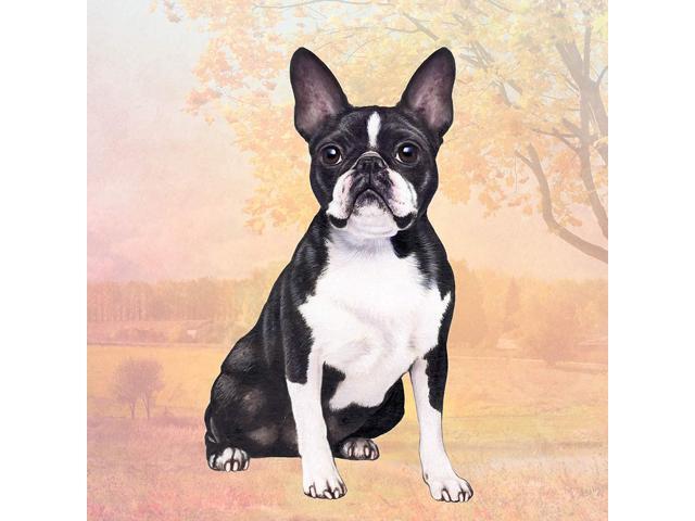 Boston Terrier (Sitting) Tabletop Drink Coaster (1)
