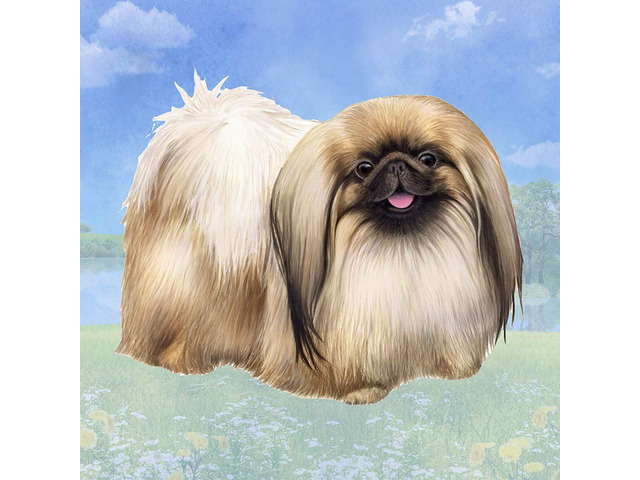 Pekingese Tabletop Drink Coaster (1)