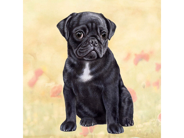 Pug (Black) Tabletop Drink Coaster (1)