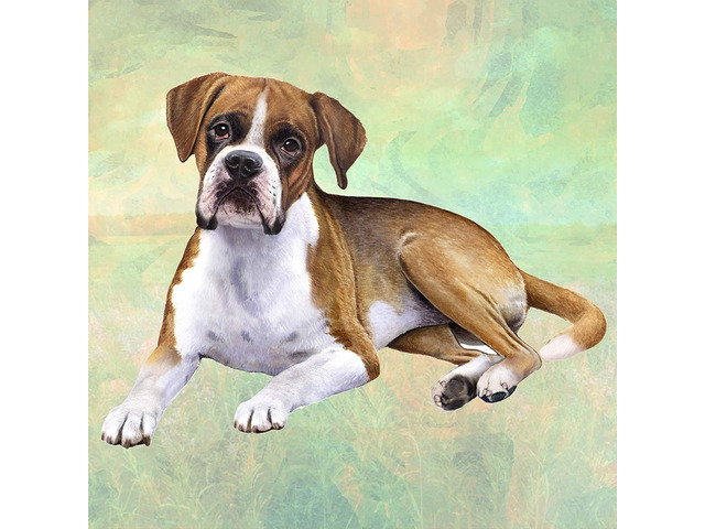 Boxer (Laying) Tabletop Drink Coaster (1)