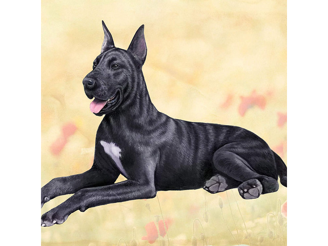 Great Dane (Black) Tabletop Drink Coaster (1)