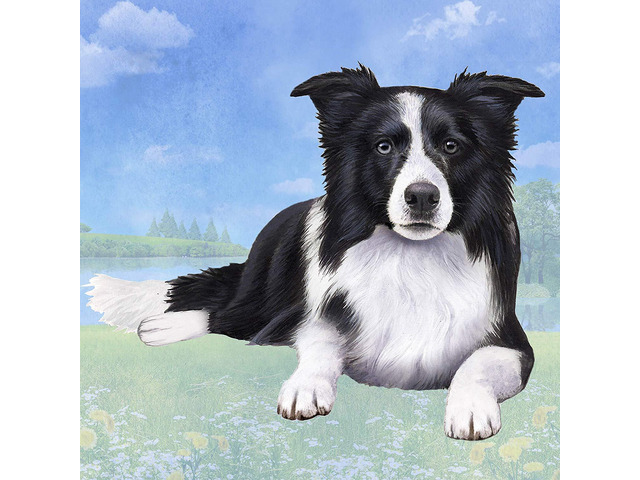 Border Collie (Lying Down) Tabletop Drink Coaster (1)