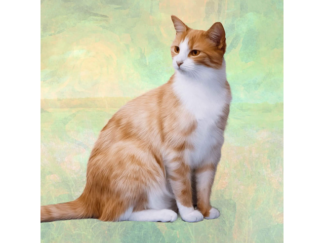 Orange & White Cat Tabletop Drink Coaster (1)