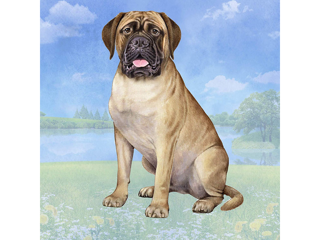 Bull Mastiff Tabletop Drink Coaster (1)