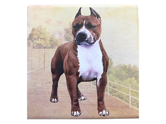 Pit Bull Cropped Ears (Standing) Tabletop Drink Coaster (1)