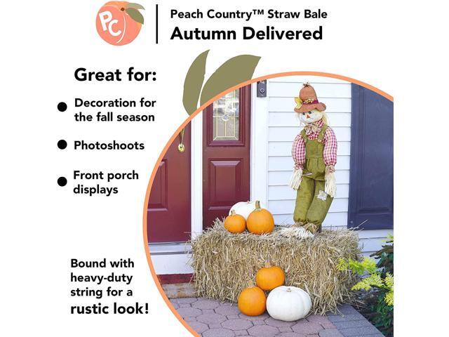 Peach Country Real Full Size Straw Bale for: Autumn Fall Decorations, Bedding, Over Seeding- 35' x 19' 12'