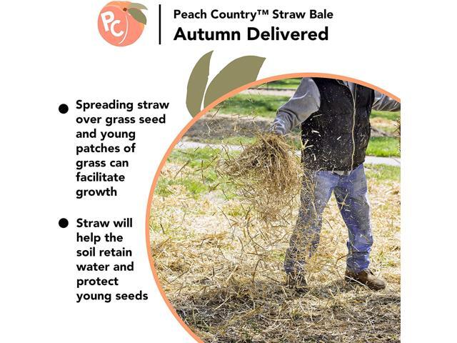 Peach Country Real Full Size Straw Bale for: Autumn Fall Decorations, Bedding, Over Seeding- 35' x 19' 12'