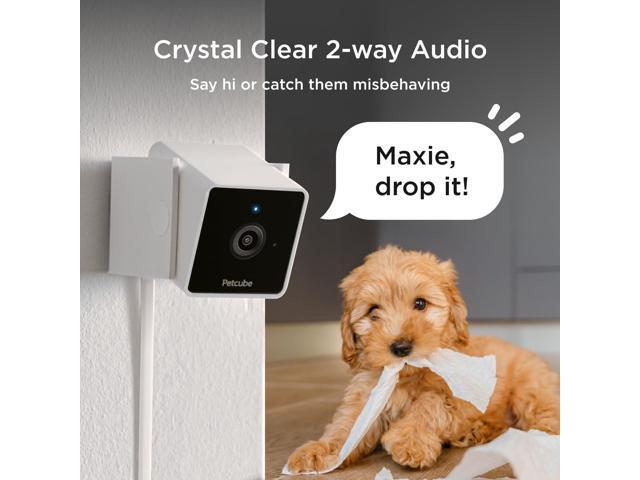 Petcube Cam The Pack of 2 Indoor Wi-Fi Pet Security Camera with Phone App, 2-Way Audio and Video, Night Vision, 1080p HD Video and Smart Alerts