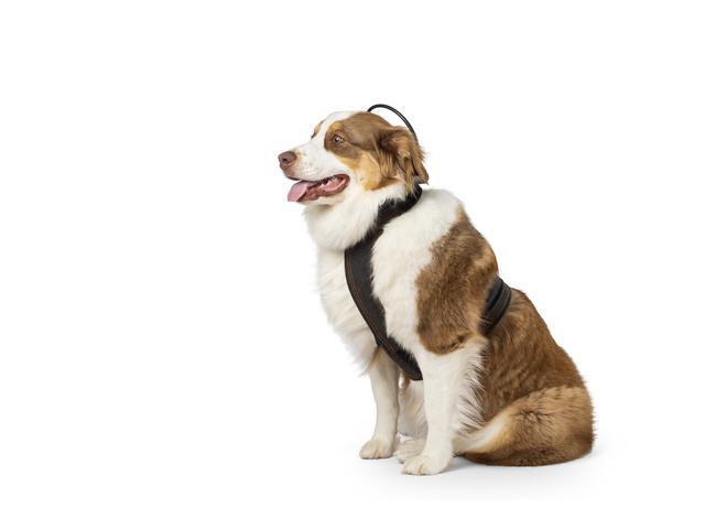Calmer Canine Anxiety Treatment System Bundle