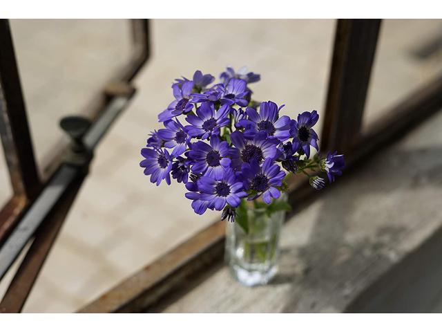 Sony - FE 50mm f/1.8 Standard Prime Lens for E-mount Cameras - Black - image 9