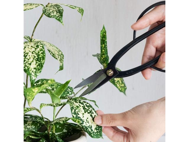 Wazakura Ashinaga Bonsai Pruning Scissors 8inch (200mm) MADE IN JAPAN, Long Handle Bonsai Cutter in Carbon Steel, Rose Pruning Shears, Flower...