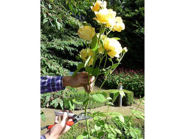 Okatsune 101 7-inch Bypass Pruners, Small (One Pack)