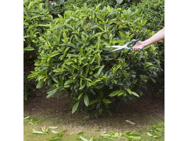 Hand Shears for Gardening or Sheep Shearing - Manganese Stainless Steel Topiary/hedge scissors for Pruning GD-010-S