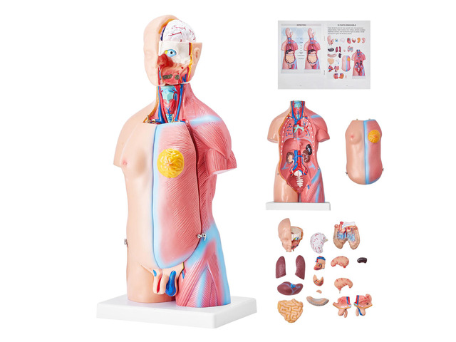 Human Body Model, 23 Parts 18 inch, Human Torso Anatomy Model Unisex Anatomical Skeleton Model with Removable Organs, Educational Teaching Tool for...